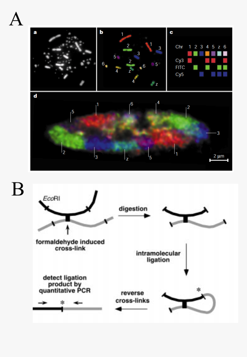 Chromosome Territories In Chicken - Fish Chromosomes, HD Png Download, Free Download