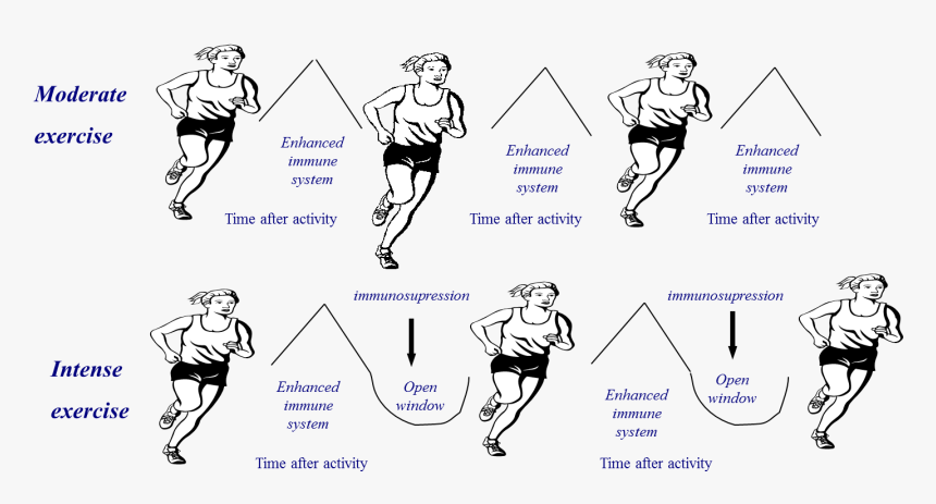 - Exercise Immune Open Window - Open Window Theory, HD Png Download, Free Download