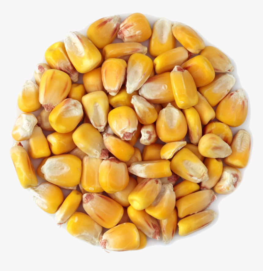 Transparent Grains Png - Corn Grain Transparent, Png Download, Free Download