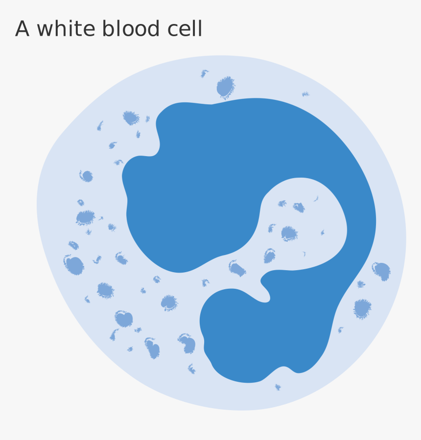 File Diagram Of A - Red Blood Cell White Blood Cell And Platelets, HD Png Download, Free Download