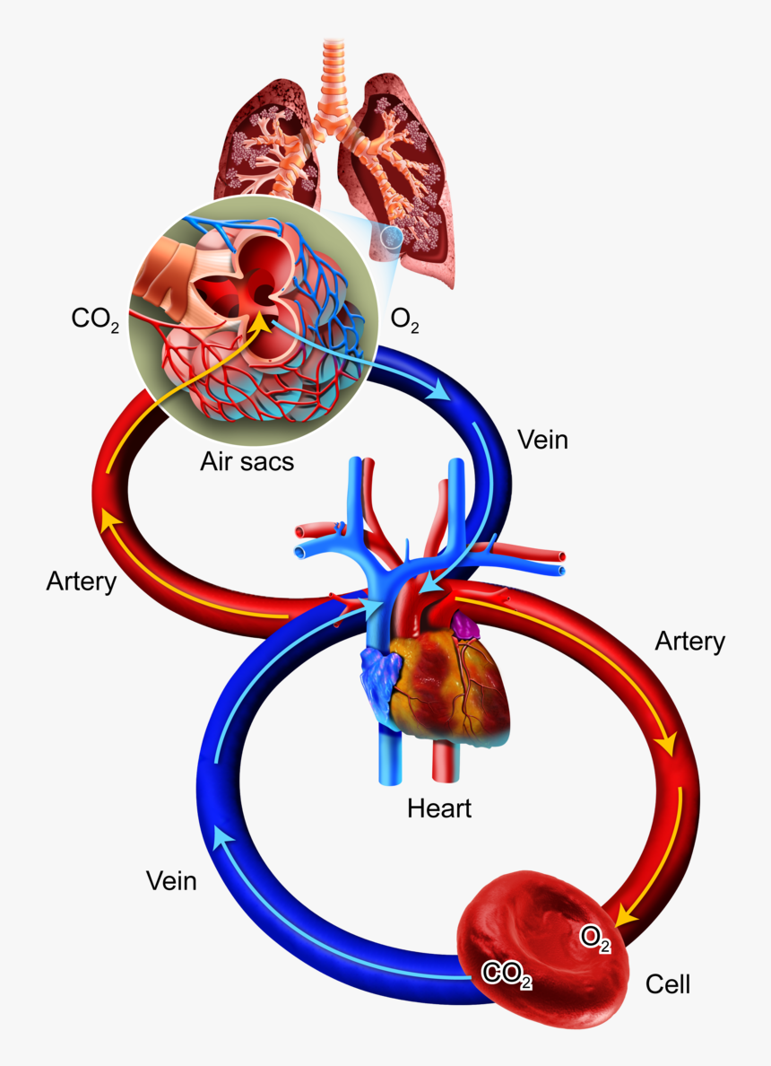 Breathe Clipart Human Breathing - Oxygen And Carbon Dioxide, HD Png Download, Free Download