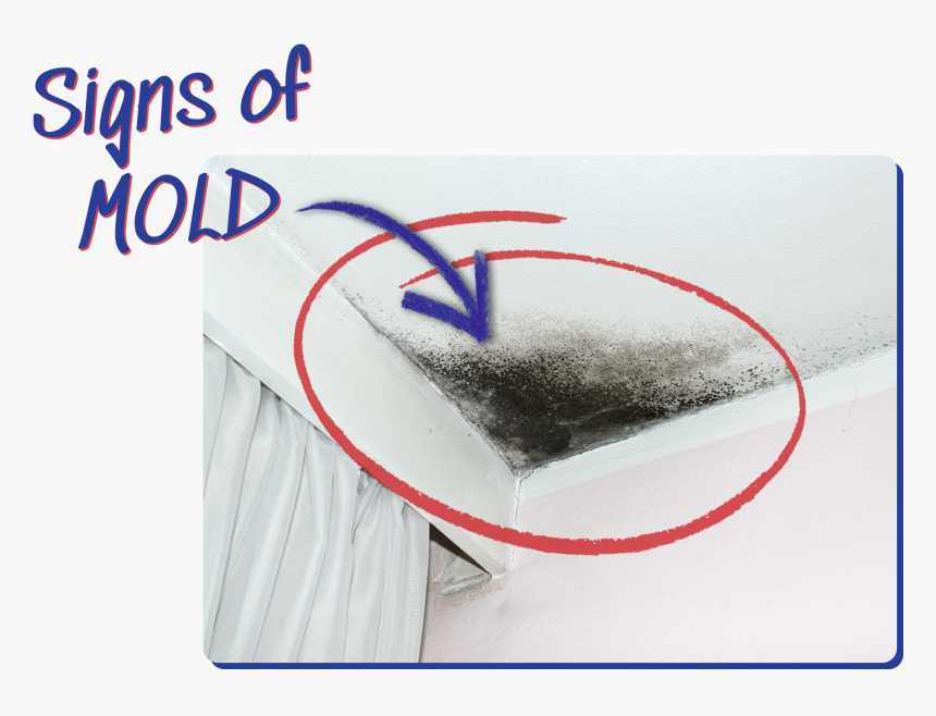 How To Detect If There Is Mold In Your Home - Sketch, HD Png Download, Free Download