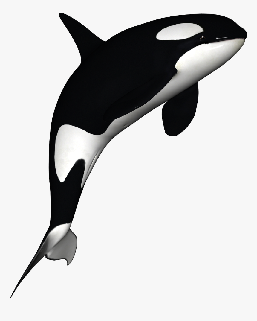 Orca Png Page, Transparent Png, Free Download