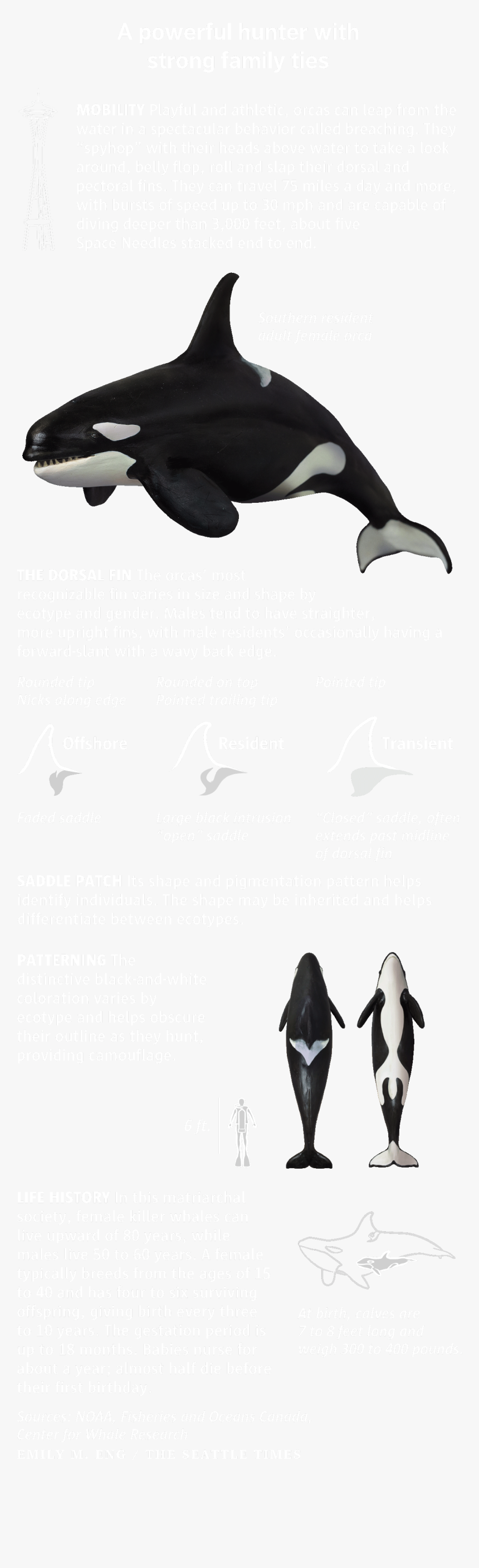 Killer Whale, HD Png Download, Free Download