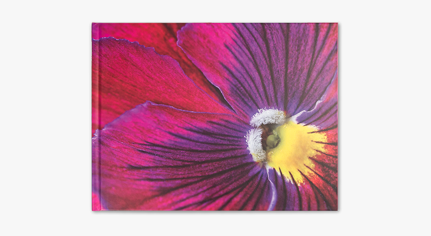 Viola Flower - Petunia, HD Png Download, Free Download