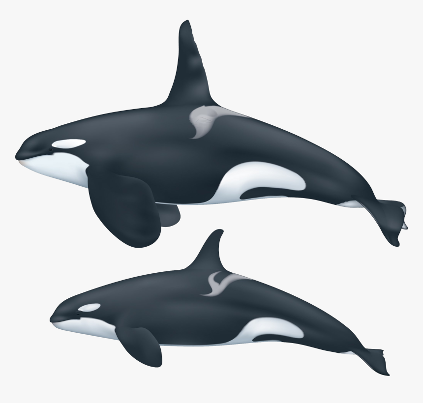 Transparent Orca Whale Png - Killer Whale Png, Png Download, Free Download