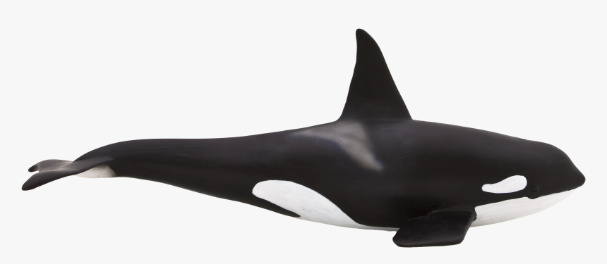 Orca Toy Png, Transparent Png, Free Download