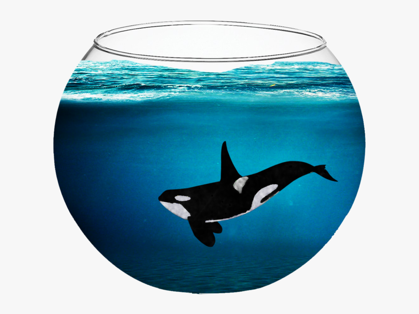 Orca In A Fishbowl By Fabala Thropp-d9bjq3t - Whale In A Fishbowl, HD Png Download, Free Download