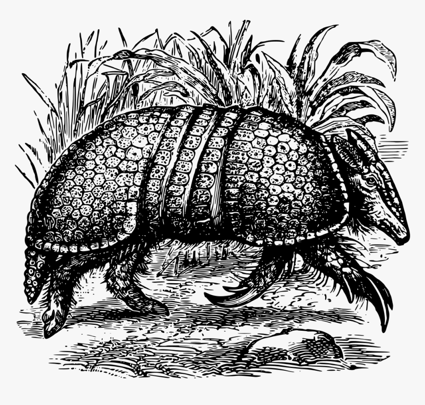 Armadillo - Armadillos, HD Png Download, Free Download