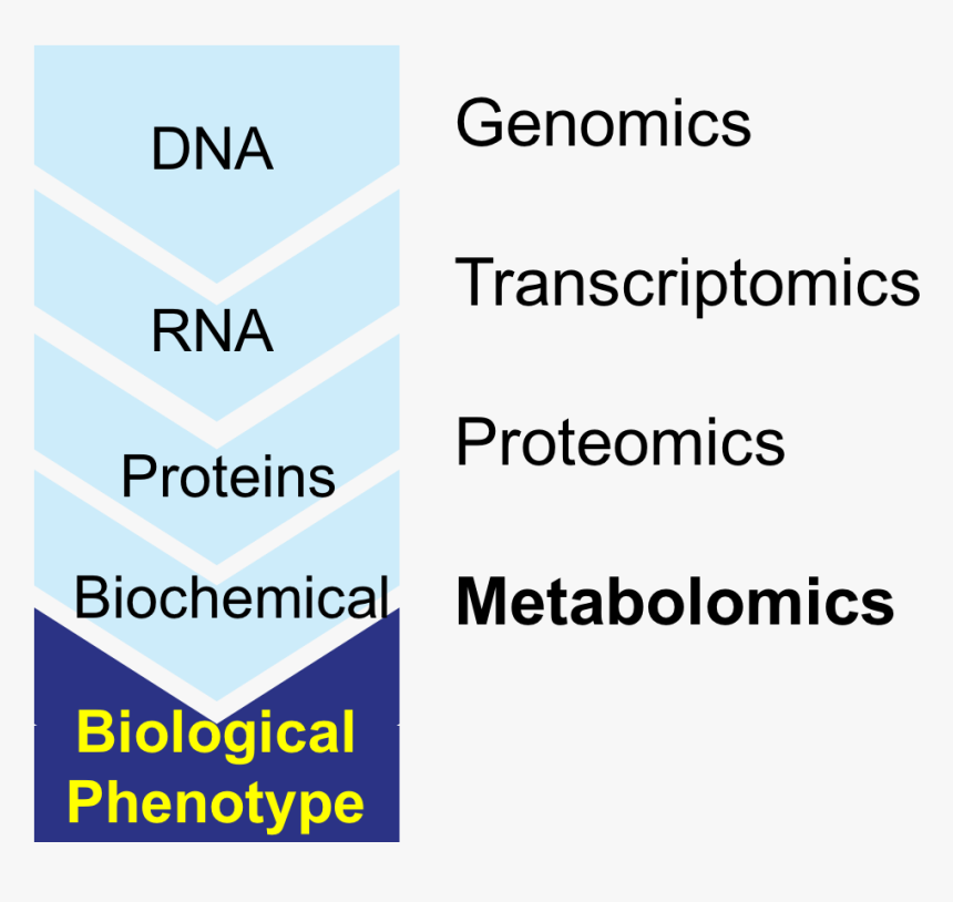 The Central Dogma Of Biology Showing The Flow Of Information - Altametrics, HD Png Download, Free Download