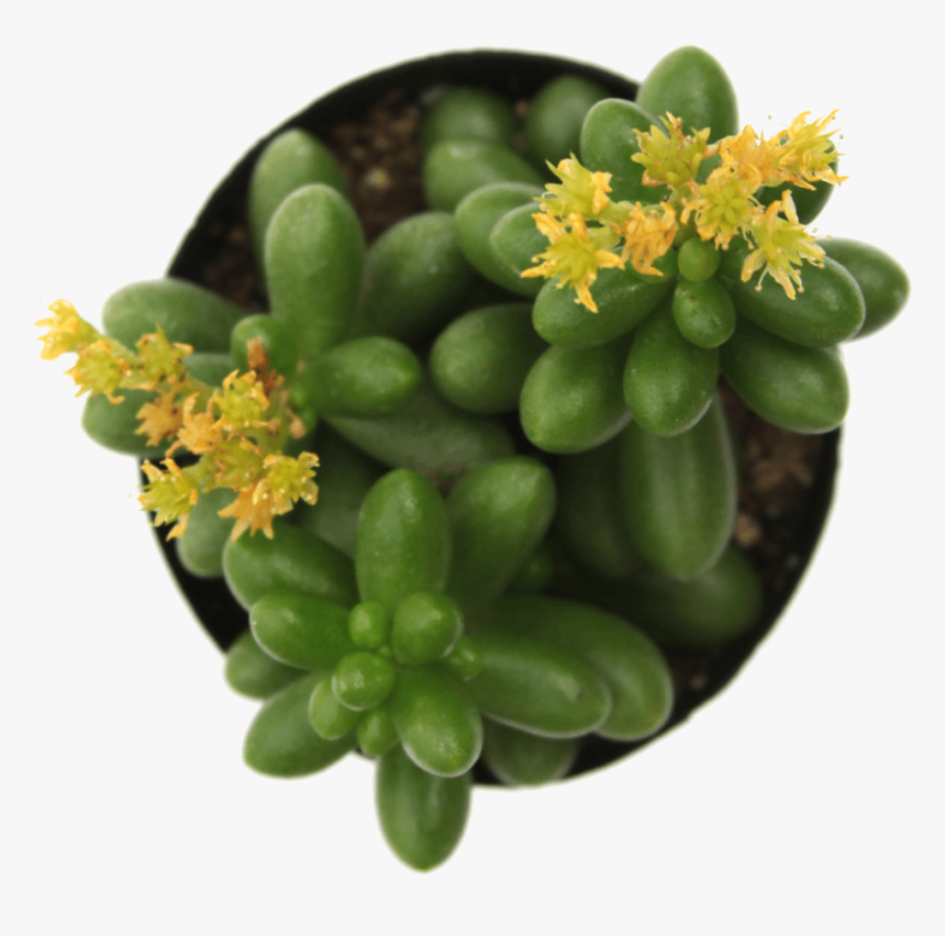 Sedum "jellybean Plant""
 Class= - Sedum Jelly Bean Succulent, HD Png Download, Free Download