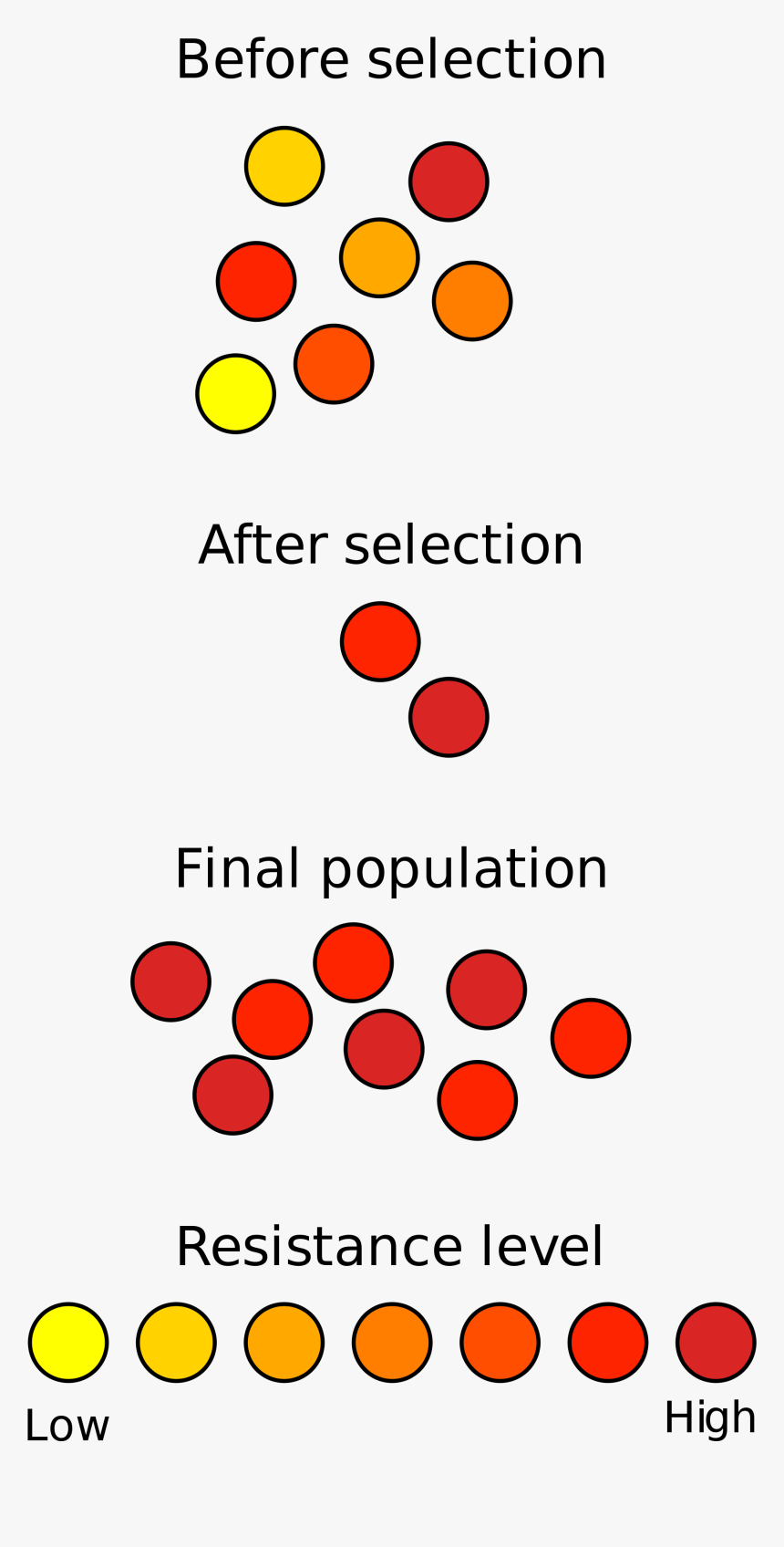 Natural Selection Biology , Png Download - Antibiotic Resistance Selection, Transparent Png, Free Download