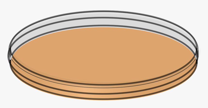 Transparent Dish Png - Petri Dish Png, Png Download, Free Download