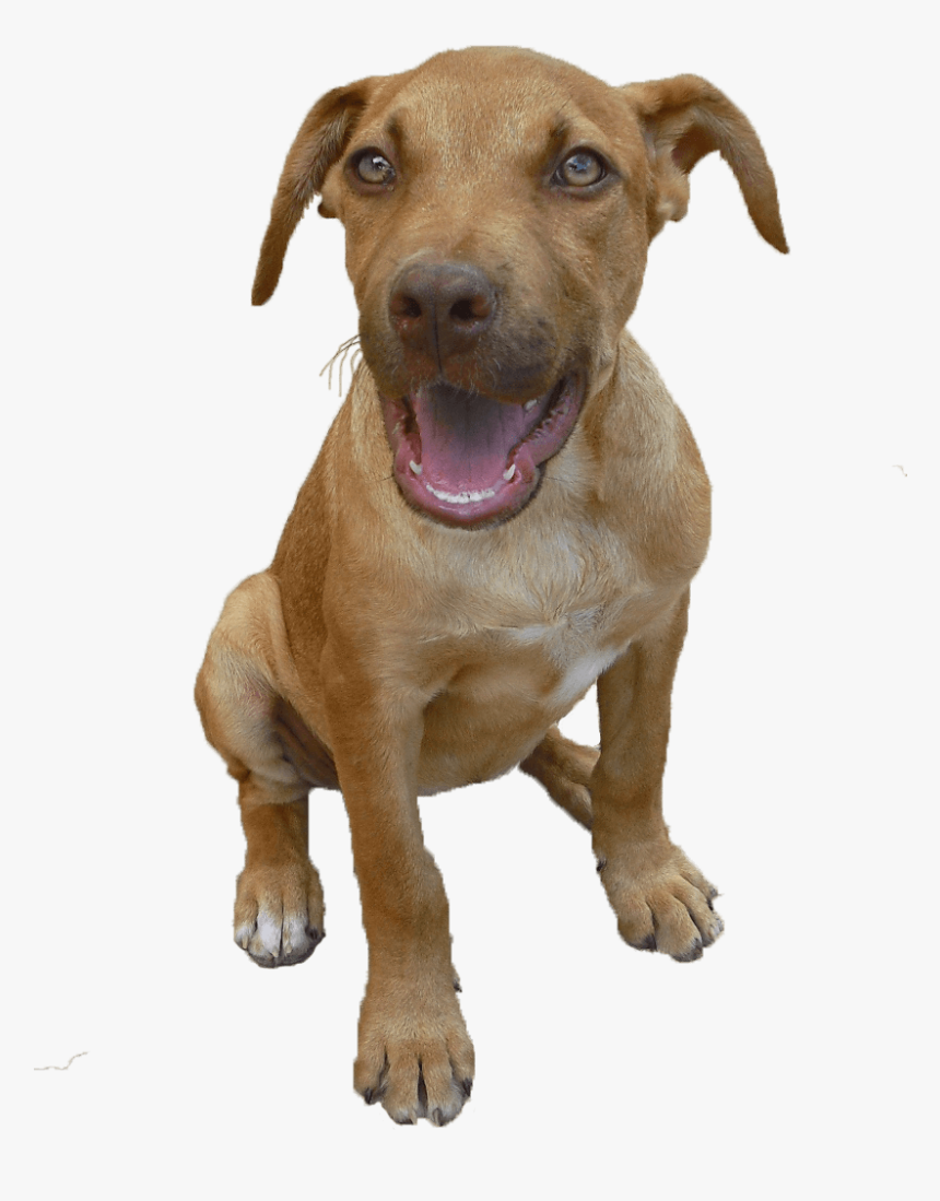 Want Red Nose Pitpull Puppies This Ismust Me And My, HD Png Download, Free Download