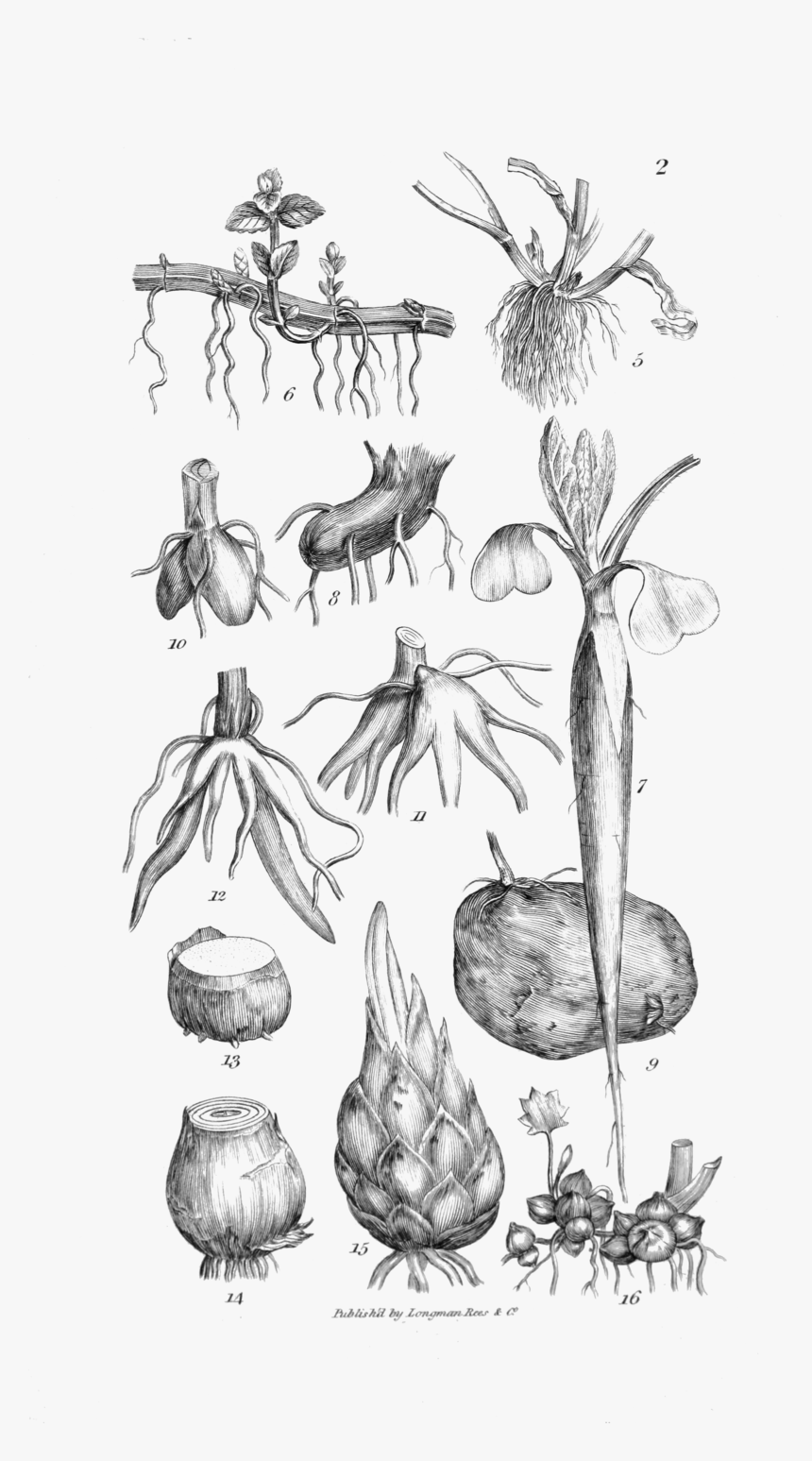 An Introduction To Physiological And Systematical Botany, HD Png Download, Free Download