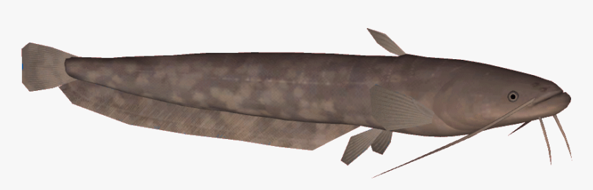 Amurcatfish, HD Png Download, Free Download