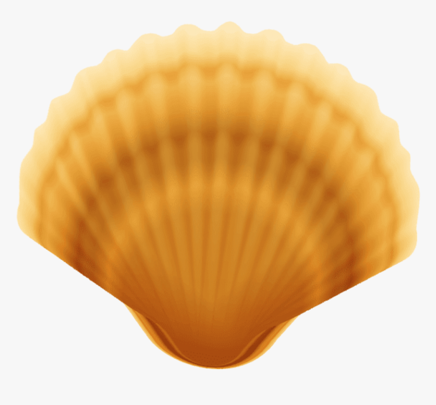 Shells Png, Transparent Png, Free Download