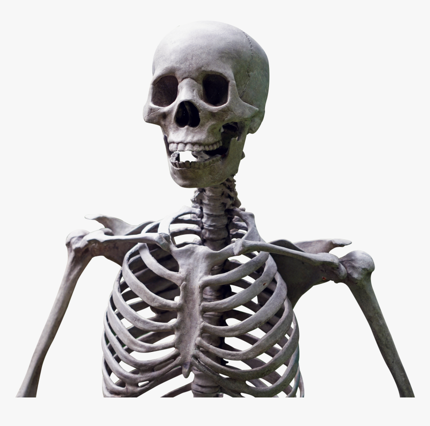 Skeleton Png, Transparent Png, Free Download