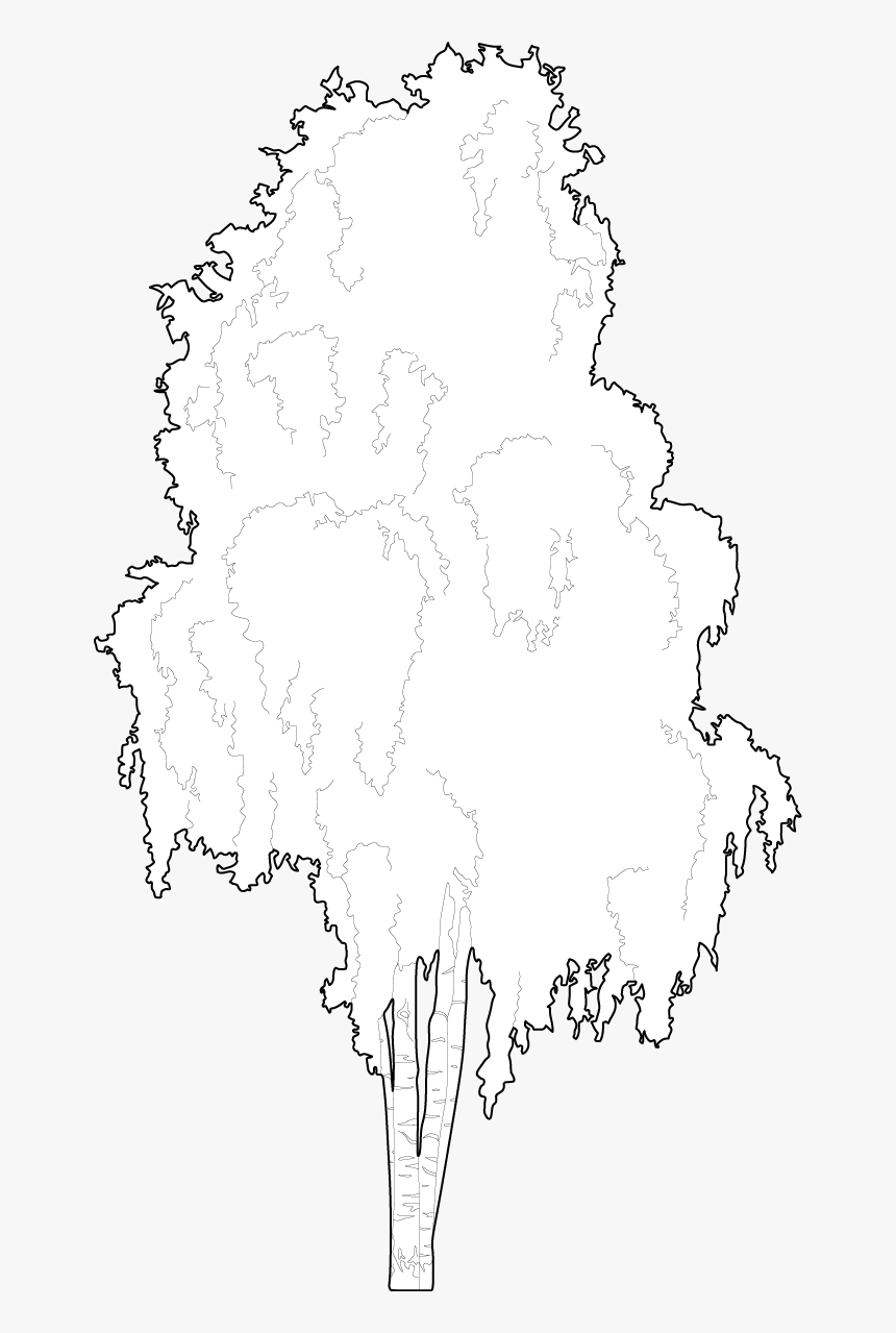 Birch Tree Dwg, HD Png Download, Free Download