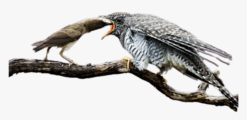 Mother Cuckoo Feeding The Baby Bird - Mother, HD Png Download, Free Download