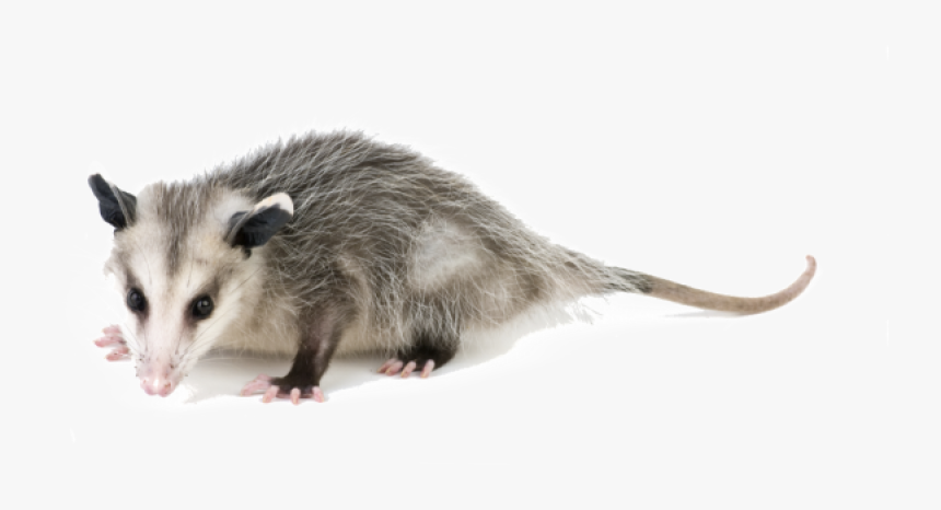 Opossums, Wildlife Control Georgia, Wildlife Control - Possum Animal, HD Png Download, Free Download