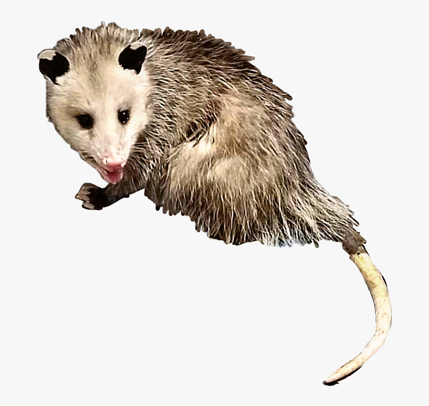 #opossum #possum #animal #creature #critter #rodent - Possum Transparent, HD Png Download, Free Download