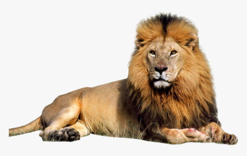 Lion Transparent Background Png, Png Download, Free Download