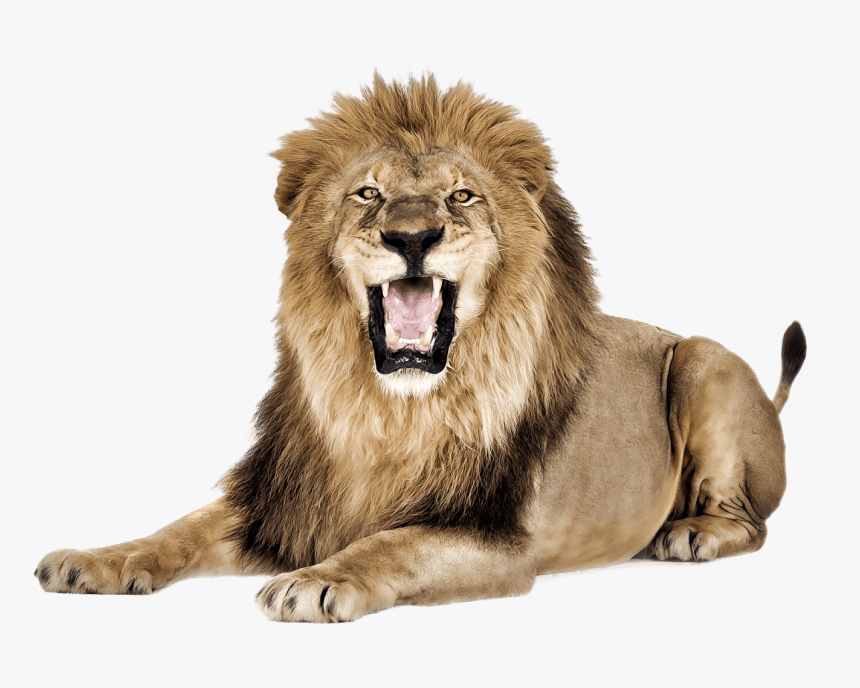 Lion Roar - Lion Images Png, Transparent Png, Free Download