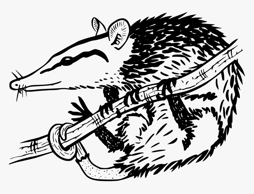 Transparent Possum Png - Illustration, Png Download, Free Download