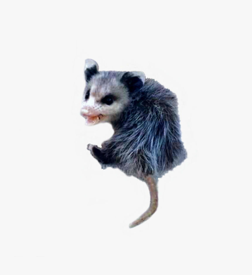 #possum #opossum - Common Opossum, HD Png Download, Free Download