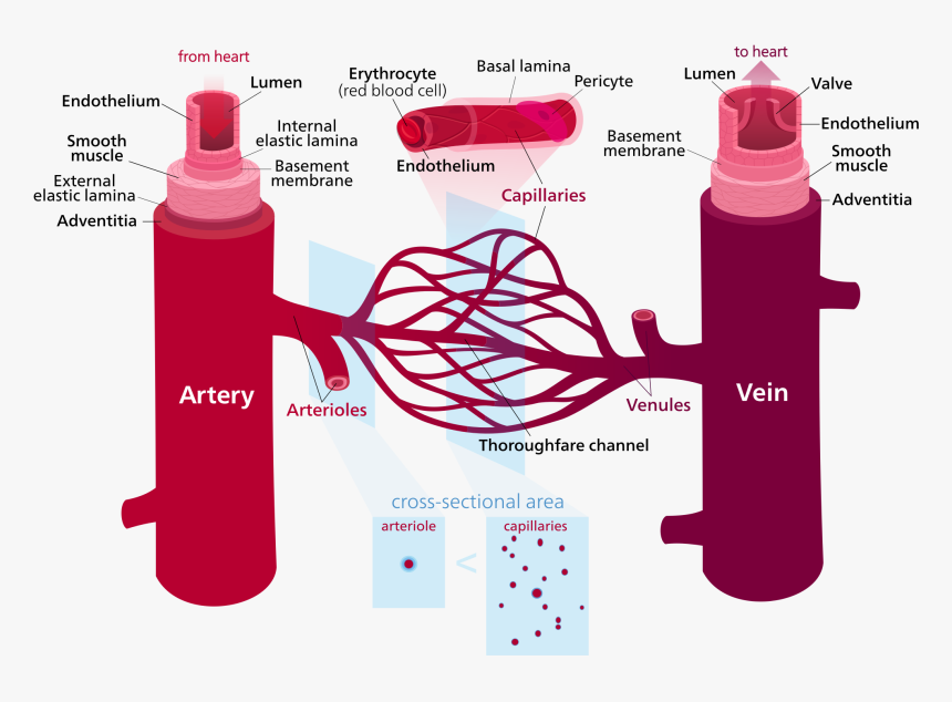 File - Blood Vessels-en - Svg - Blood Vessels, HD Png Download, Free Download