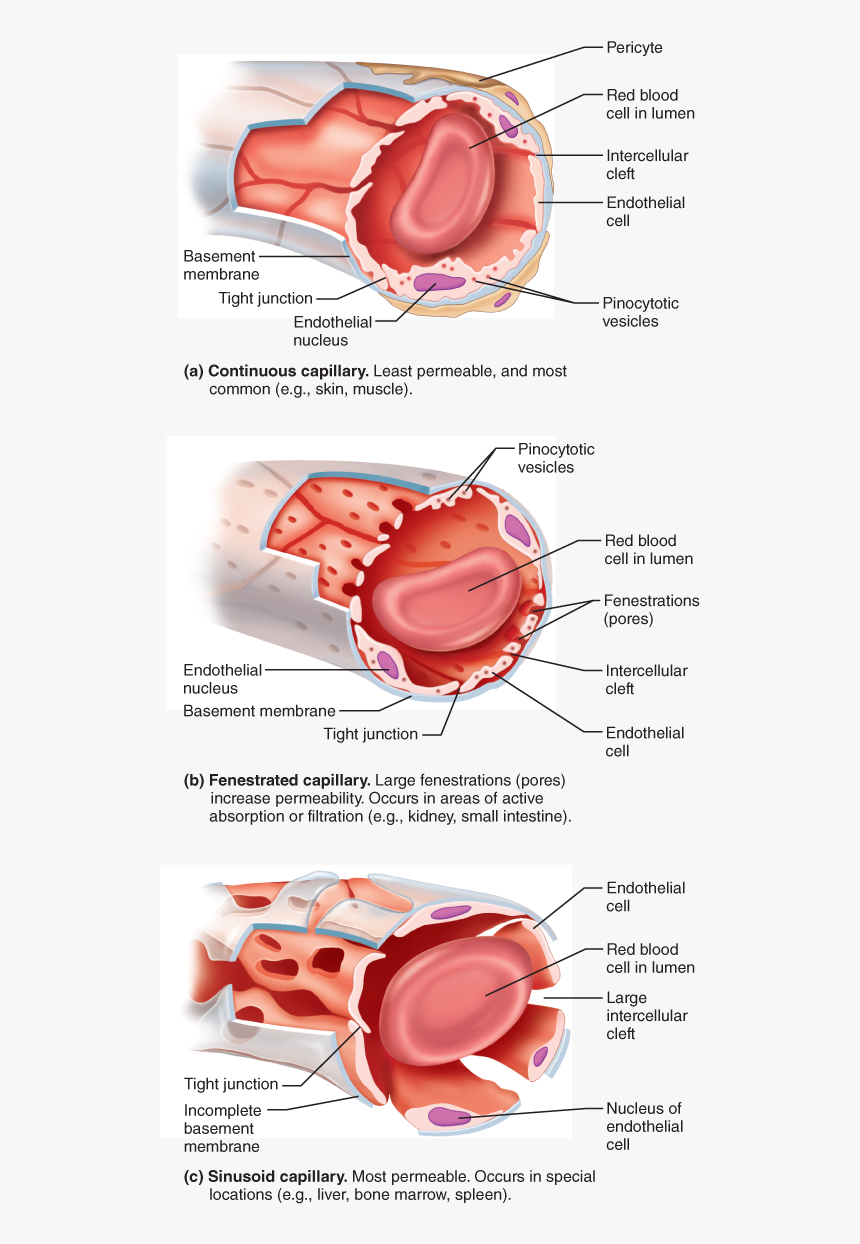 Types Of Blood Vessels Circulatory System, Blood Vessels, - Capillary Found In Endocrine Organs That Allows Hormones, HD Png Download, Free Download