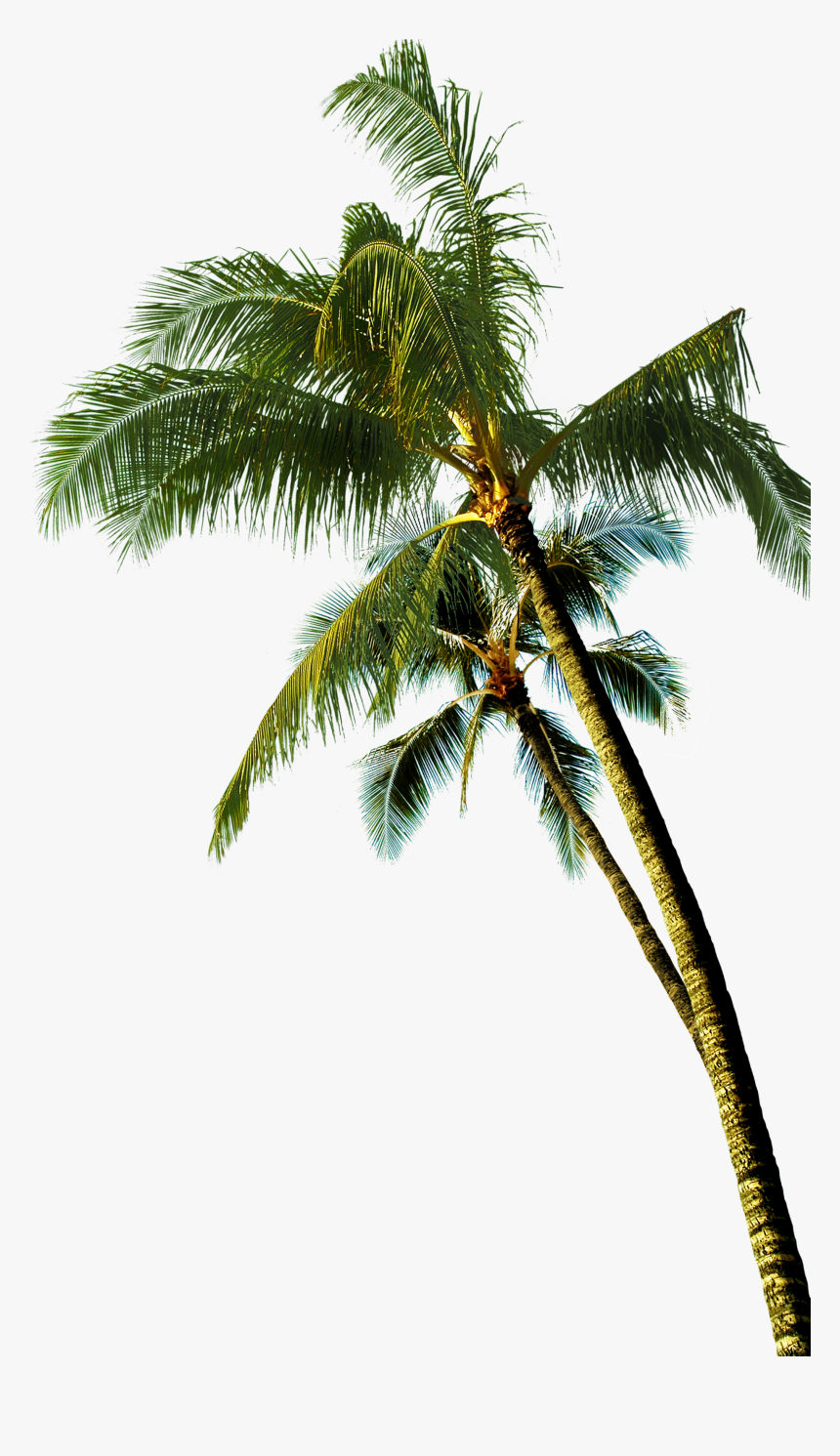 Get Transparent Background Coconut Tree Png Hd Pics