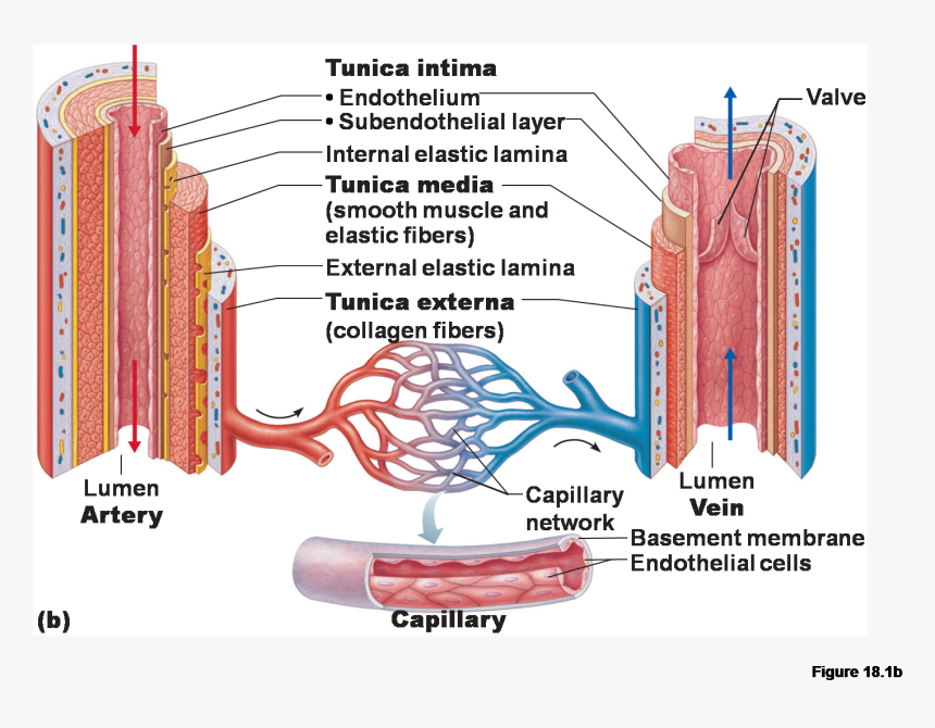 Anatomy Of A Blood Vessel, HD Png Download, Free Download