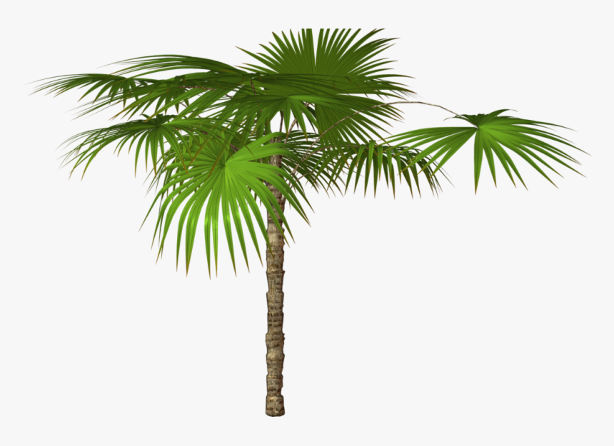 Tree,plant,palm Tree,arecales,desert Palm,sabal Palmetto,woody - High Resolution Png Images Free Download, Transparent Png, Free Download