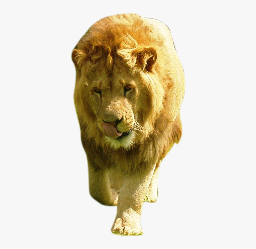 Large Male Lion, HD Png Download, Free Download