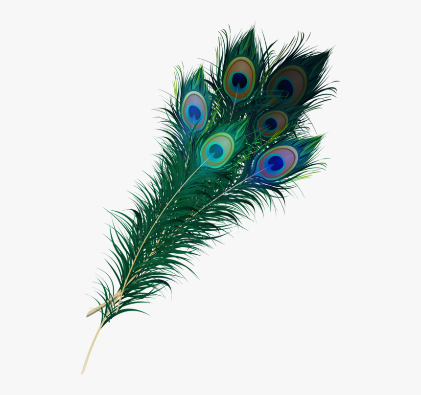 Peacock Feather Png - Peacock Feather Peacock Transparent Background, Png Download, Free Download
