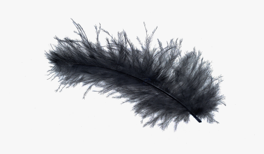 Bird Light Feather Stock - Down Feather Black And White, HD Png Download, Free Download