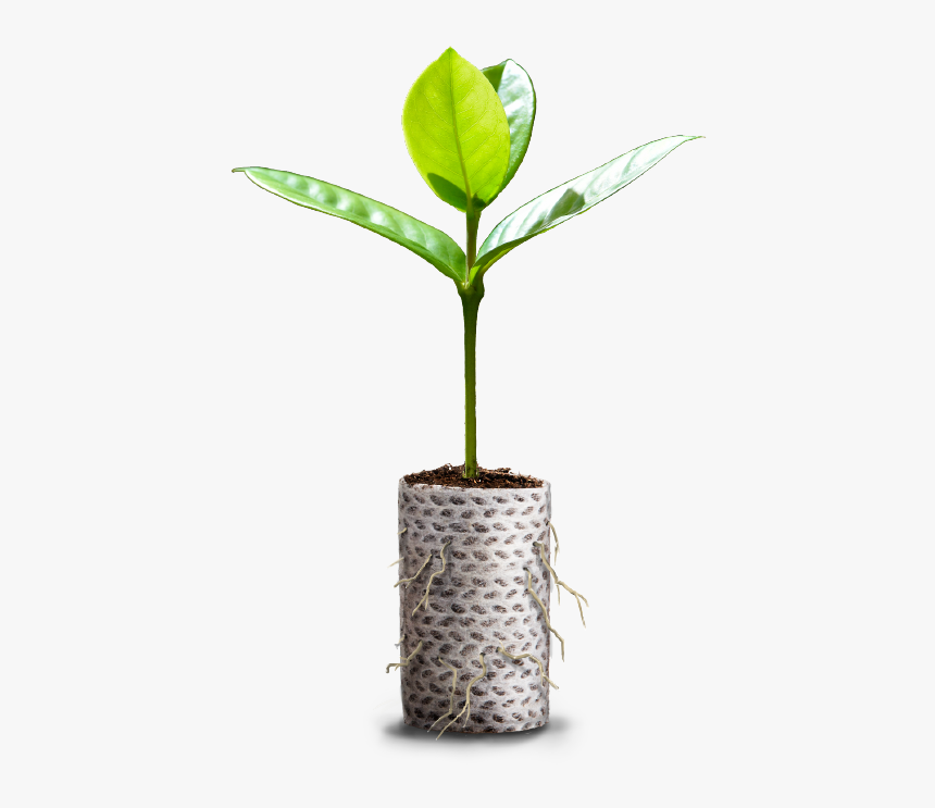 Plants In Ellepots, HD Png Download, Free Download