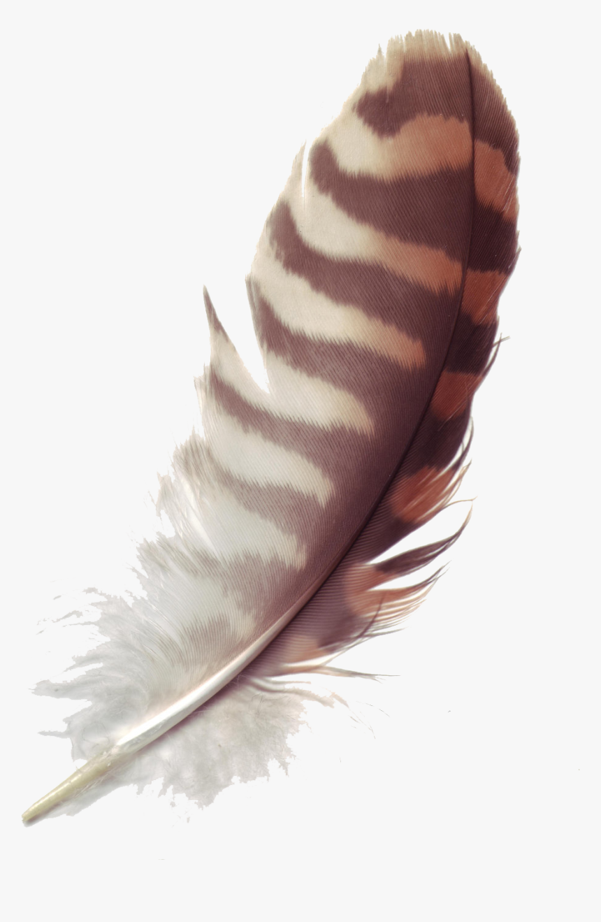 Feather Free Download Png - Brown Feather Transparent Background, Png Download, Free Download