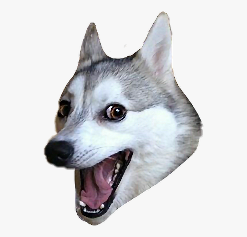 Ftestickers Dog Husky Funny Meme Husky Dog Meme Png Transparent Png Kindpng