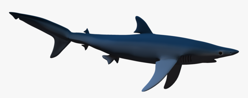 Now You Can Download Sharks Png - Real Shark Shadow Png, Transparent Png, Free Download