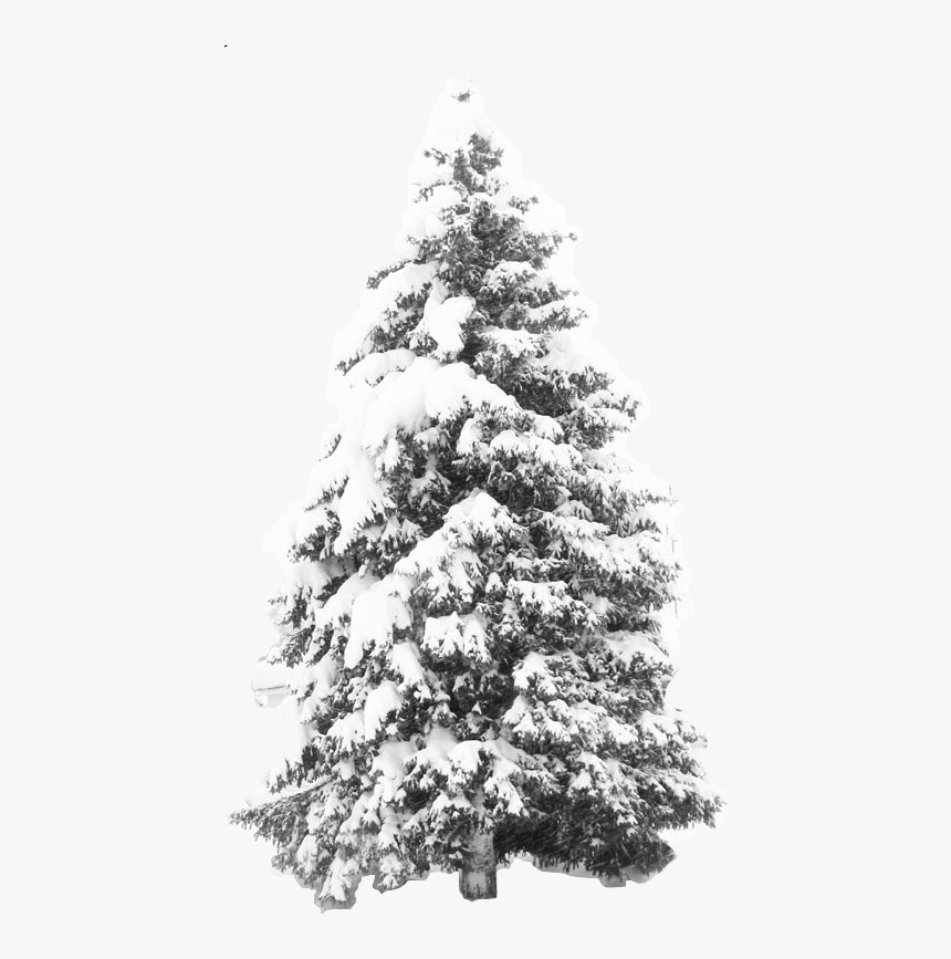 Transparent Snow Png Overlay - Tree With Snow Transparent Background, Png  Download - kindpng