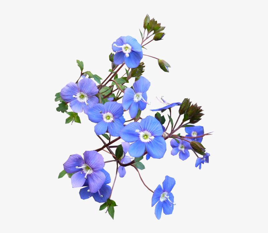 Flower,flowering Clockvine,morning Glory,forget Me - Transparent Blue Flowers Png, Png Download, Free Download