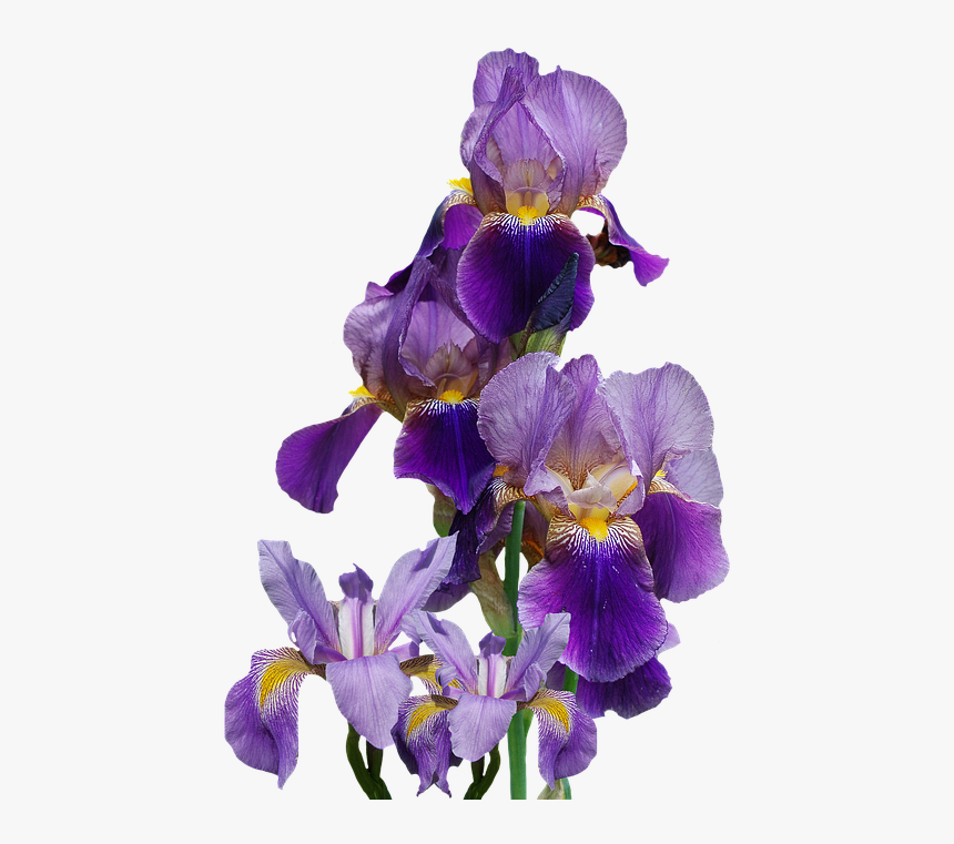 Данные iris. Ирис. Ирис цветок. Ирис на белом фоне. Ирис без фона.