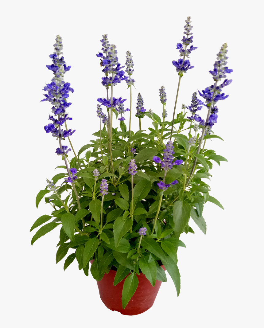 Blue Salvia Png, Transparent Png, Free Download