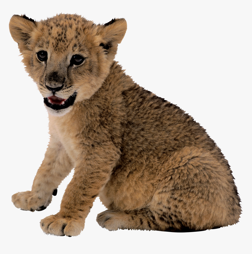 Small Lion Png Image - Cute Lion Cub Png, Transparent Png, Free Download