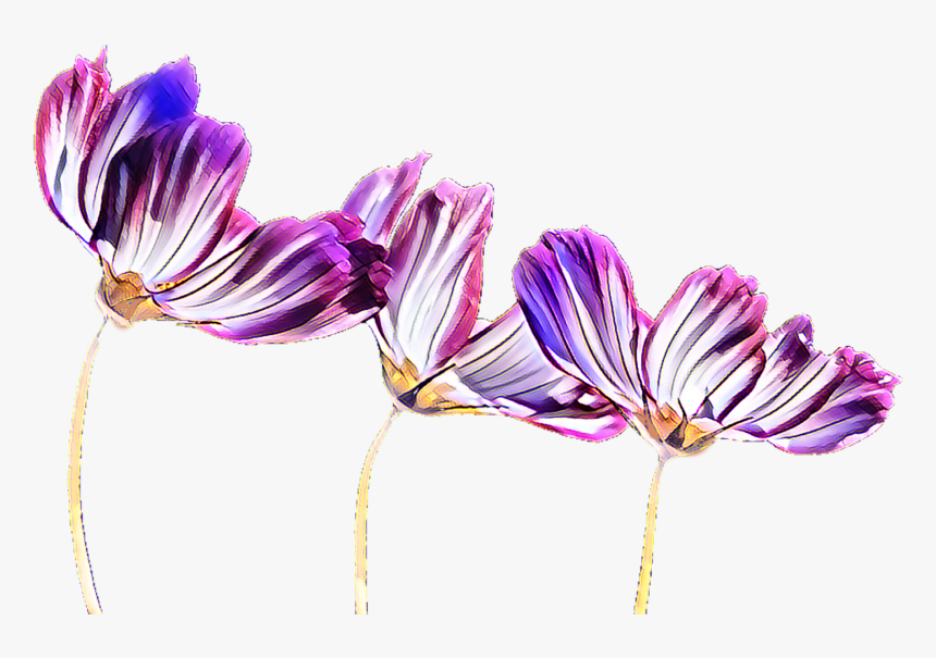 Purple Flowering Plant Plants - Single Purple Flower Transparent, HD Png Download, Free Download