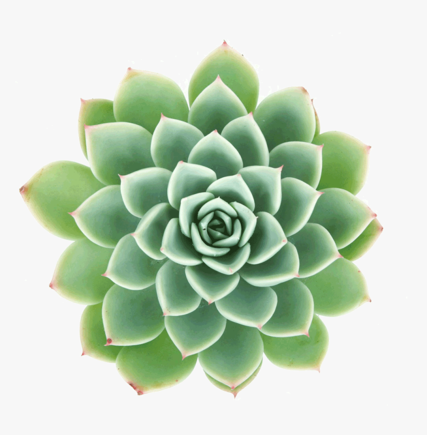 Echeveria "blue Atoll - Succulent Leaf Png, Transparent Png, Free Download