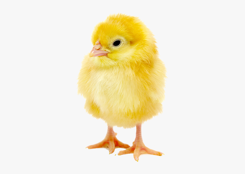 Baby Chick Png, Transparent Png, Free Download